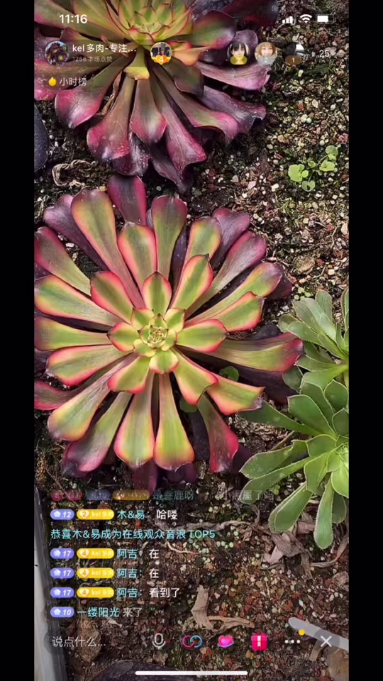 美姬法师状态图