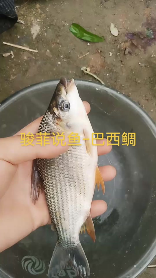鲷怎么读