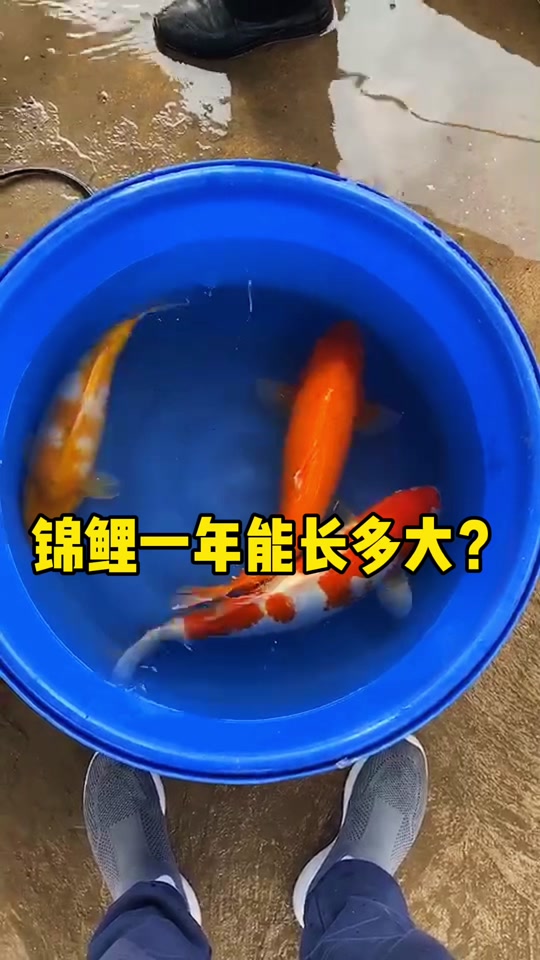 锦鲤生长速度_锦鲤生长速度1年多大_锦鲤生长速度对照表 - 抖音