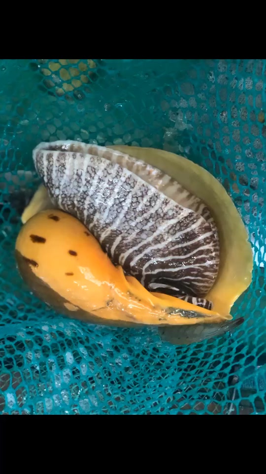 北海油螺一般多少一斤