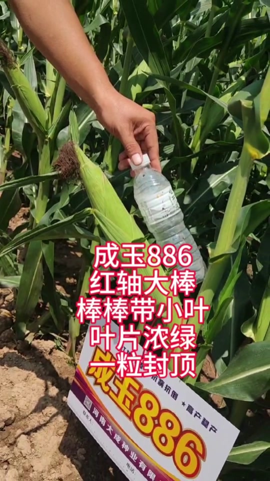 春风886玉米种子的特点怎么样 - 抖音