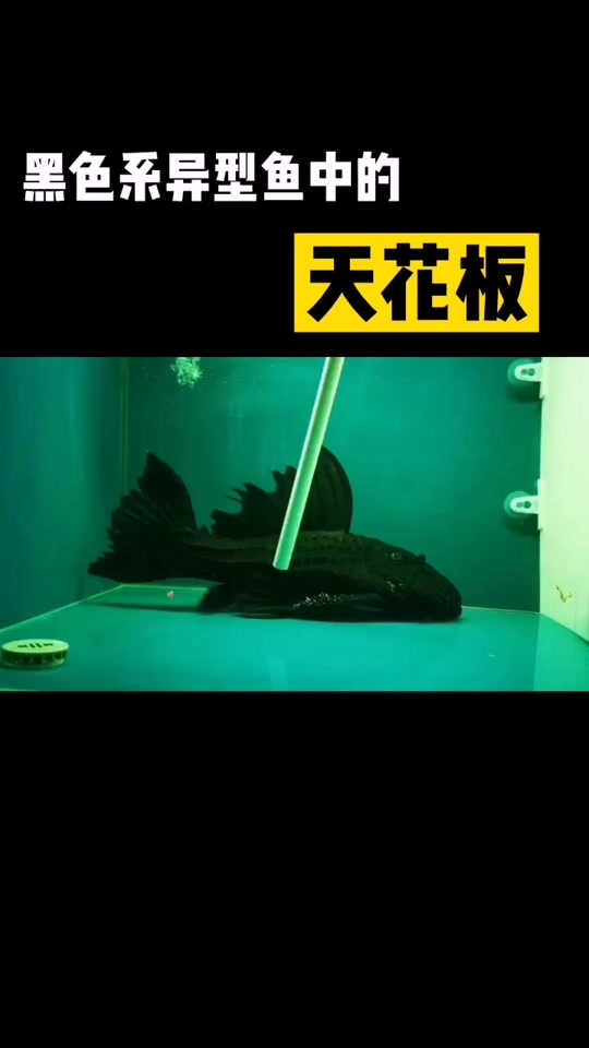 苏里南满天星鱼和眼斑的区别 - 抖音