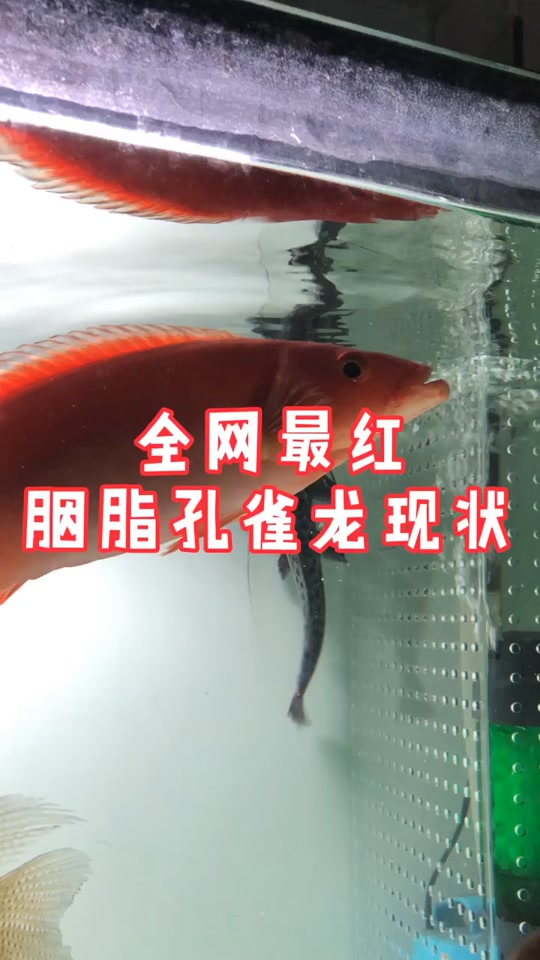胭脂孔雀龙_胭脂孔雀龙鱼能长多大_胭脂孔雀龙吃什么 - 抖音
