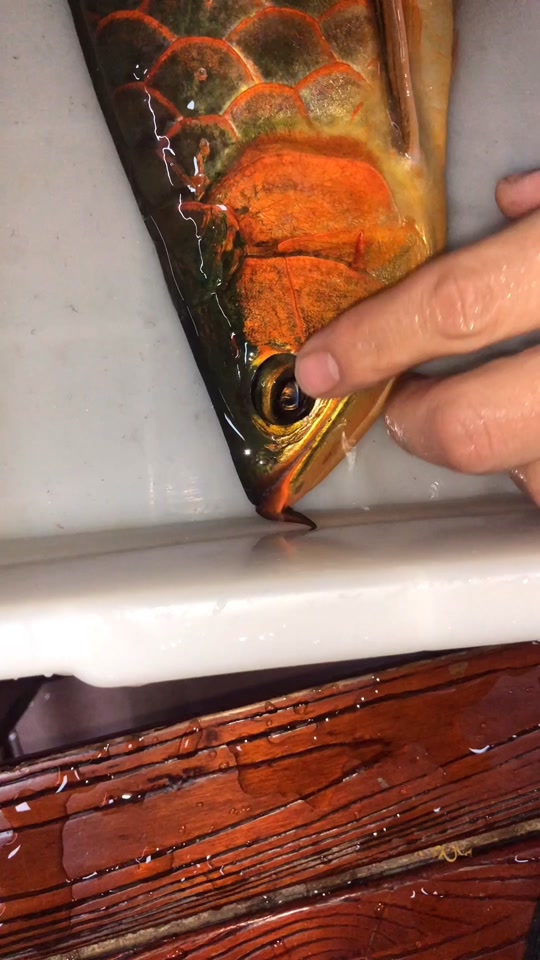 红龙鱼掉眼手术全过程_红龙鱼掉眼手术全过程图解_红龙鱼掉眼了还能