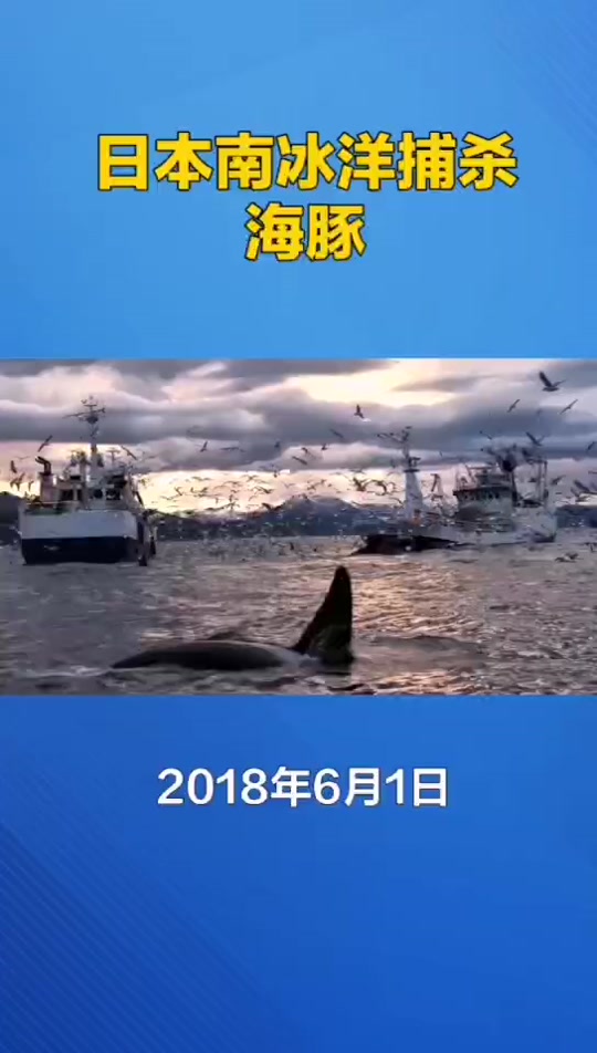 鲸鱼日本海豚湾