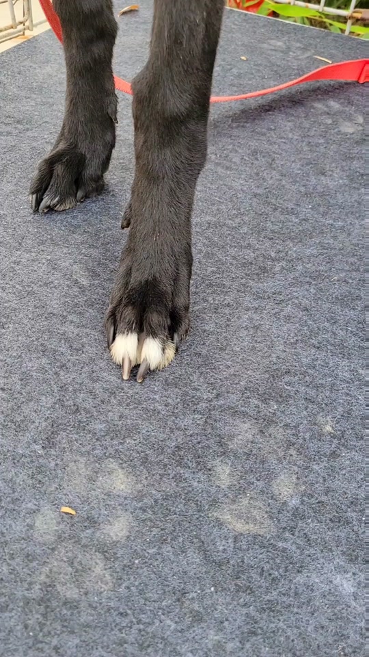 狗狗散爪是怎么回事