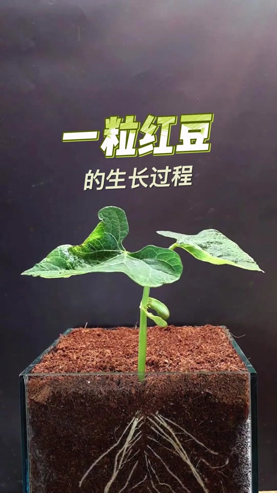 红豆成长观察日记