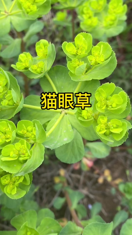 猫眼草长什么样 - 抖音