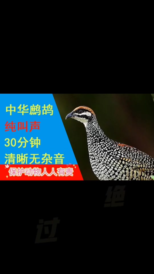 鹧鸪鸟叫声公母合叫_鹧鸪鸟叫声公母合叫怎么回事_鹧鸪鸟公母叫声加长