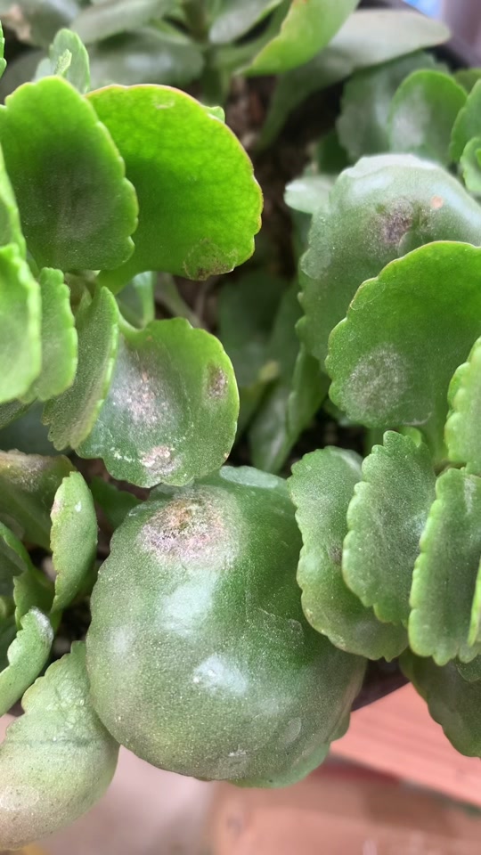 长寿花上长白色棉絮小白虫