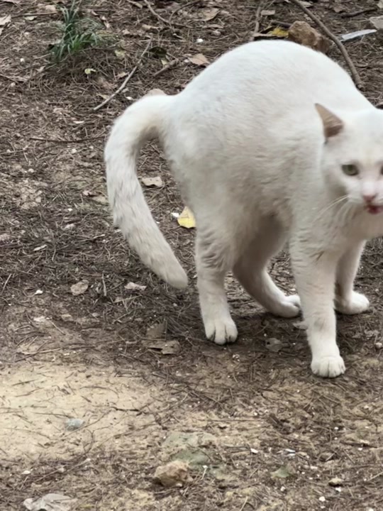 夜翼和骚猫被抓