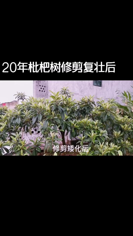 修枇杷树怎么修剪果子多 - 抖音