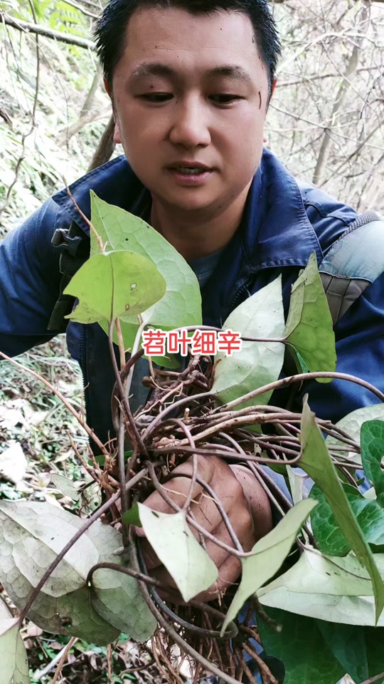 在我们这边有个说法.这种苕叶细辛要吹北风的地方才长