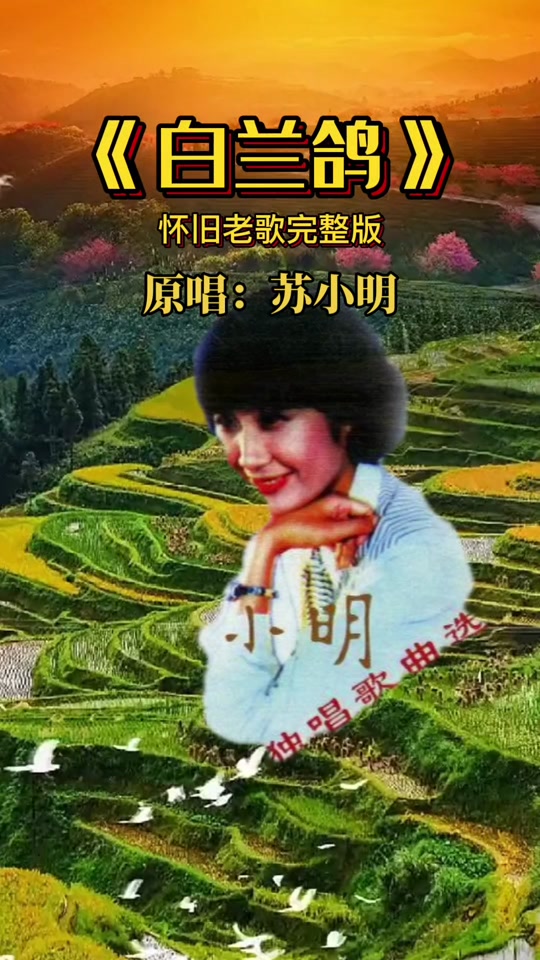 白兰鸽原唱