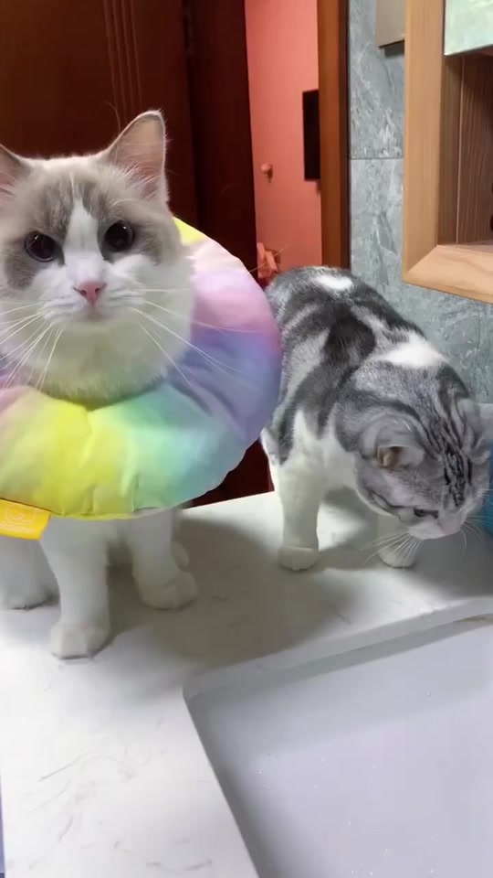 河卜卜和momo老花_河momo的卜卜酱_河卜卜的momo花泽类3岁 - 抖音