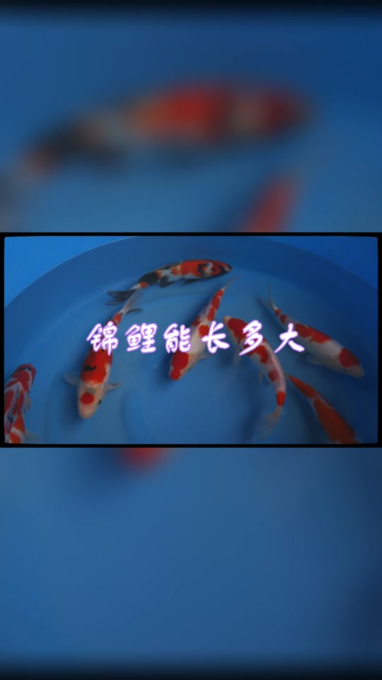 锦鲤生长速度_锦鲤生长速度1年多大_锦鲤生长速度对照表 - 抖音