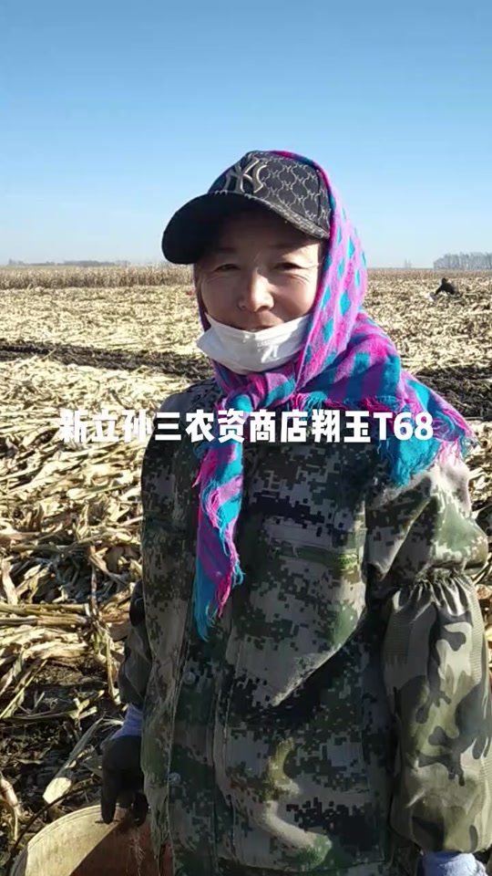 翔玉168玉米品种特征特性介绍一下_翔玉368怎么样