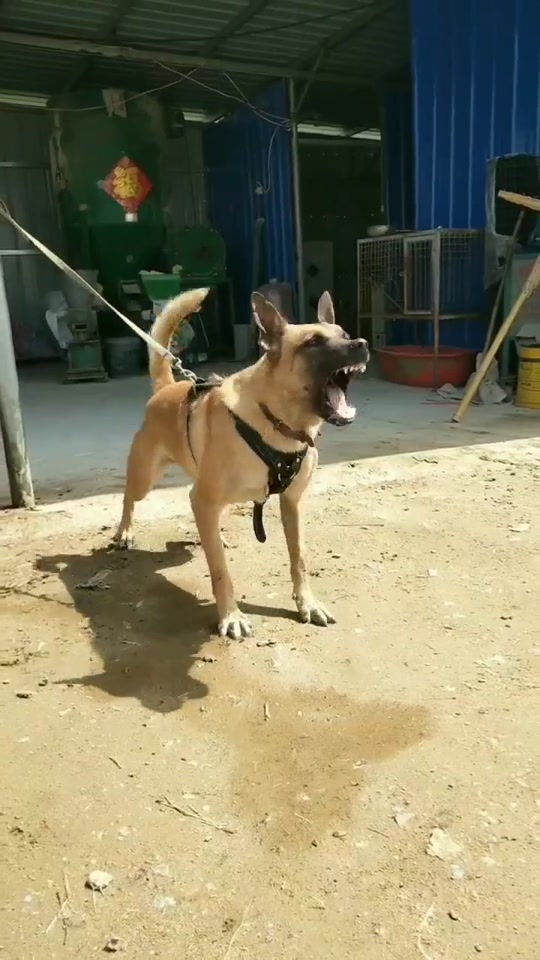 托尼马犬父亲是谁 - 抖音