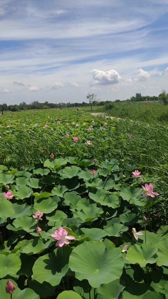 盘锦荷花池