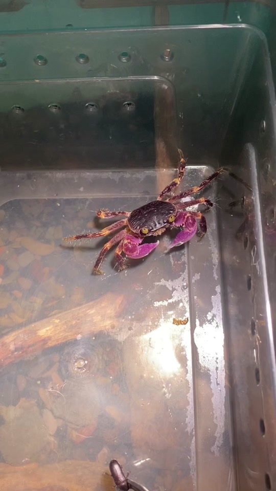 格雷陆方蟹_格雷陆方蟹寿命_格雷陆方蟹在哪里买 - 抖音