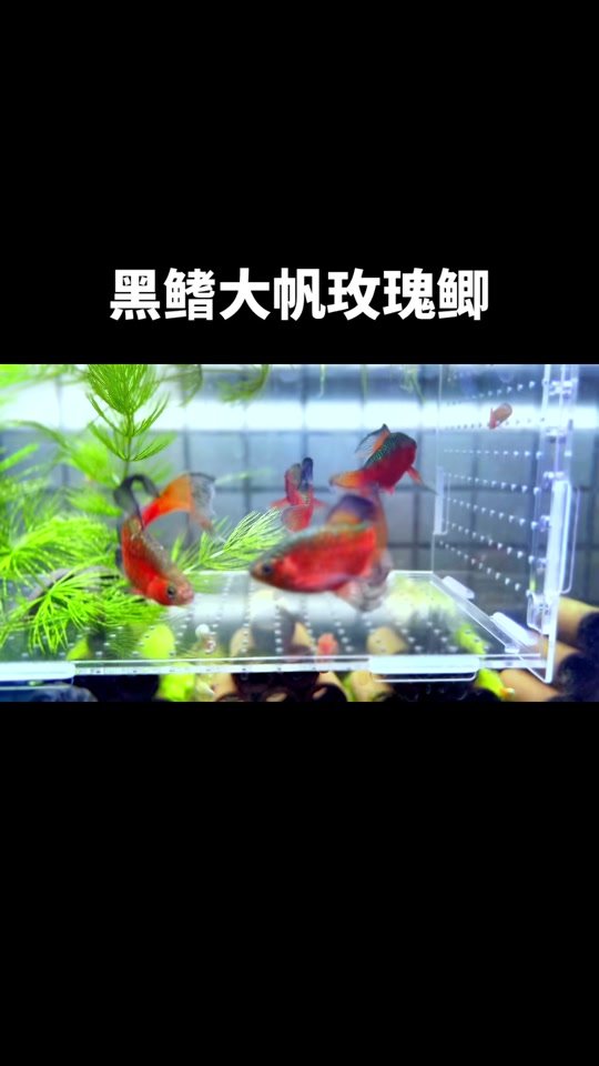 大帆玫瑰鲫繁殖教程