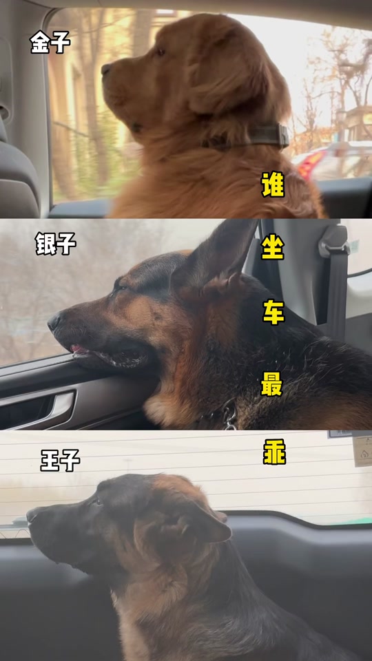 银子和王子是什么品种的狗 - 抖音