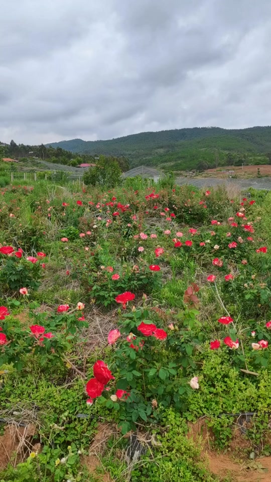 楚雄玫瑰庄园温泉度假村_楚雄玫瑰庄园在哪里