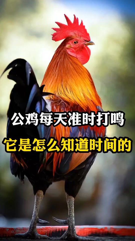 公鸡打鸣叫声有什么作用