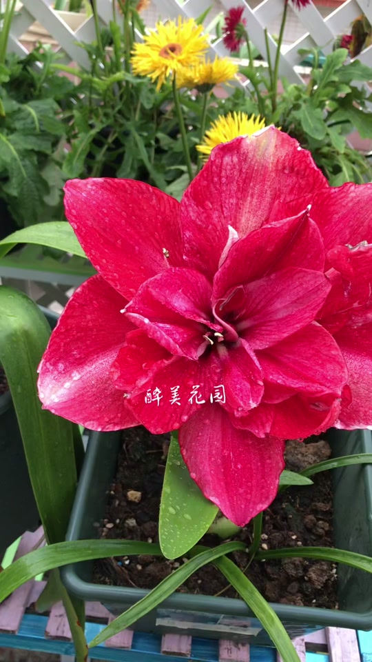 朱顶红贵妇和汤姆区别 - 抖音