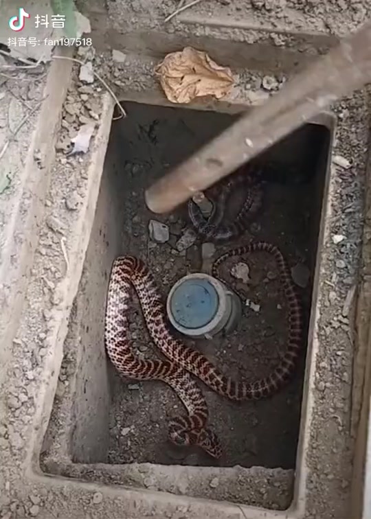 四川一带的烂草蛇学名叫什么