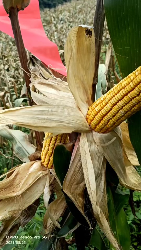 翔玉168玉米品种特征特性介绍一下_翔玉368怎么样