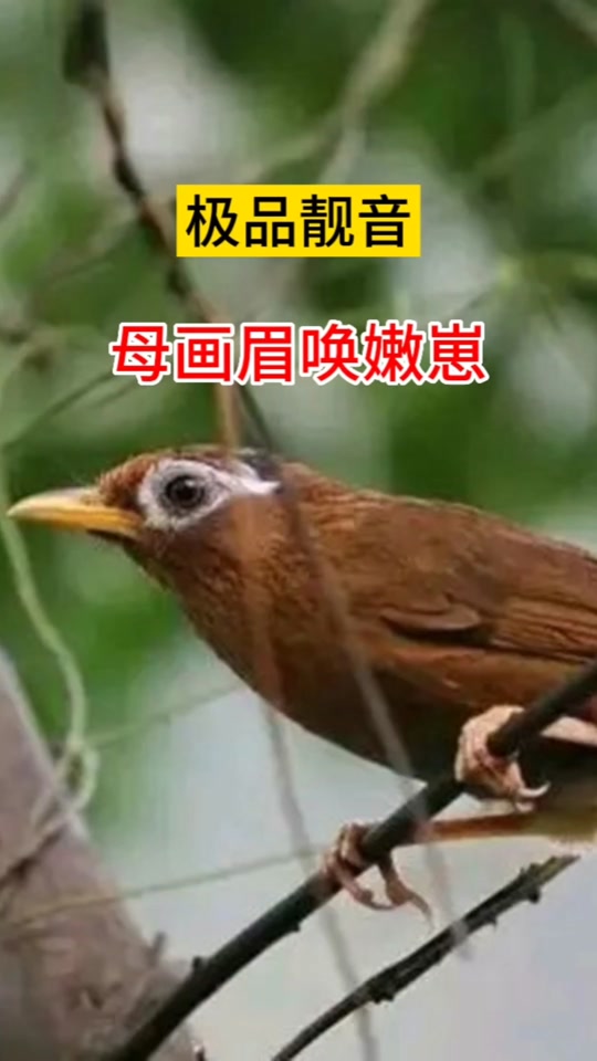 小母画眉鸟幼崽叫声 - 抖音