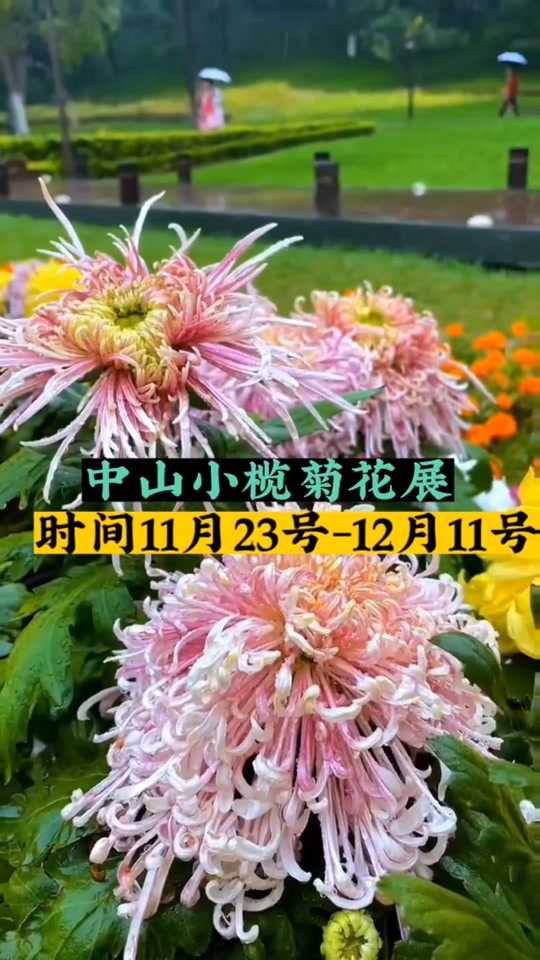 小榄2024菊展几时开始 - 抖音
