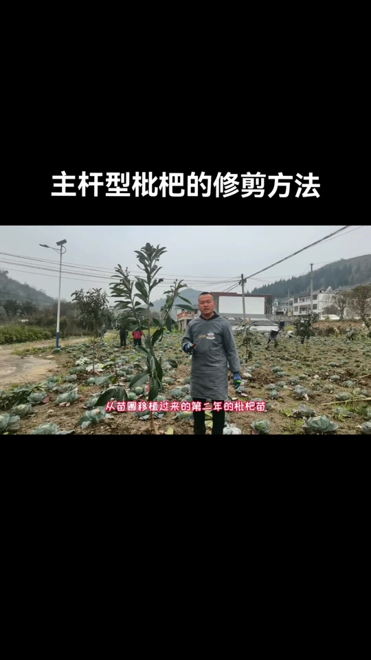 枇杷树夏季修剪解说 - 抖音