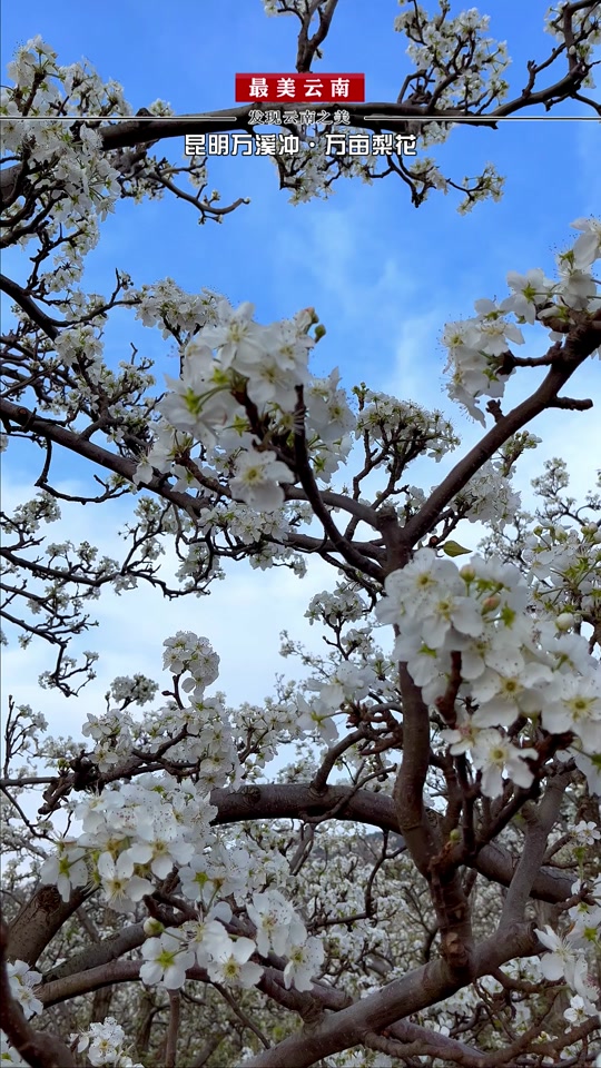 2024万溪冲梨花节攻略 - 抖音