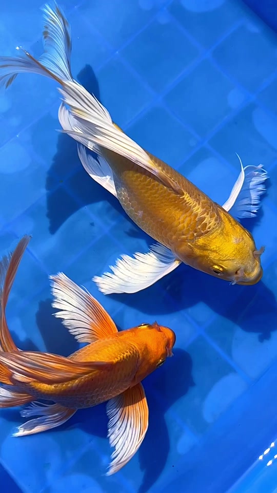 庄源蝴蝶鲤:黄金蝴蝶鲤!今晚来直播间看看!八点准时开播!