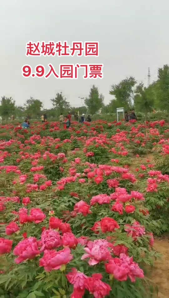 赵城牡丹园在什么地方 - 抖音