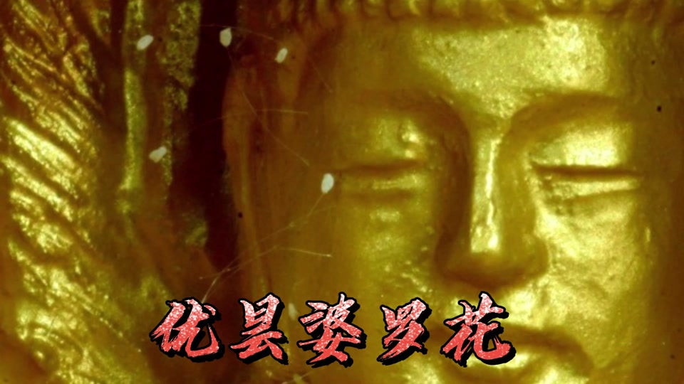 优昙婆罗花_优昙婆罗花开意义重大之预言_优昙婆罗花开 圣人归来 - 抖