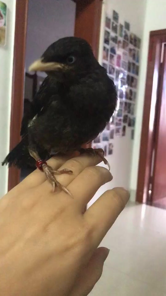 八哥眼睛变色过程图