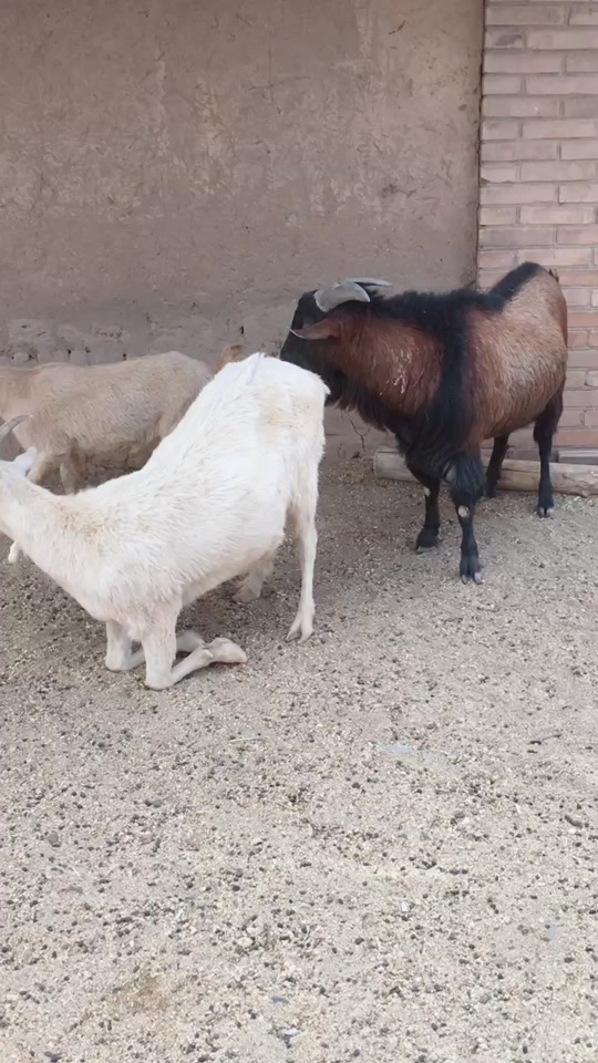 童锦程小羊跪礼物