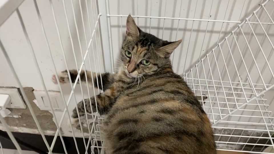 蠢喵二人组为什么没更新