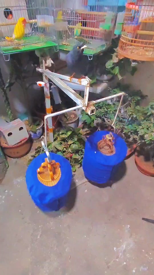 ktv里的遛鸟游戏_遛鸟游戏怎么玩