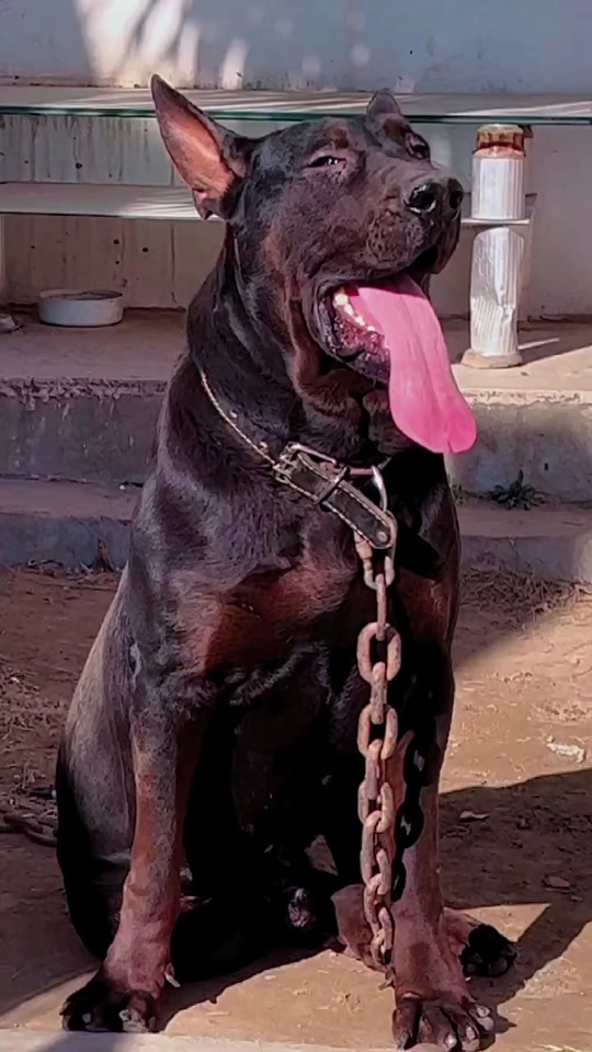 苏联红犬和莱州犬的区别 - 抖音