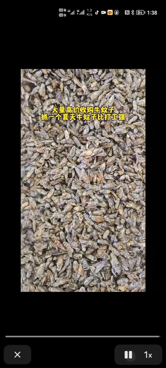 牛虻和苍蝇区别 - 抖音