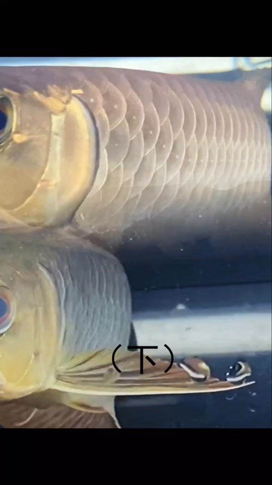 红龙鱼掉眼手术全过程_红龙鱼掉眼手术全过程图解_红龙鱼掉眼了还能