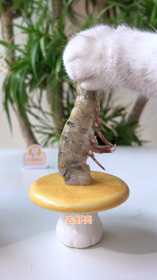 料理猫王视频_料理猫王视频早餐_料理猫王视频怎么拍的 - 抖音