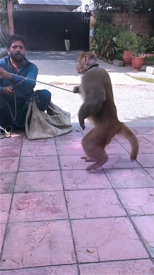 猴子向孙悟空敬礼_敬礼的猴子表情包