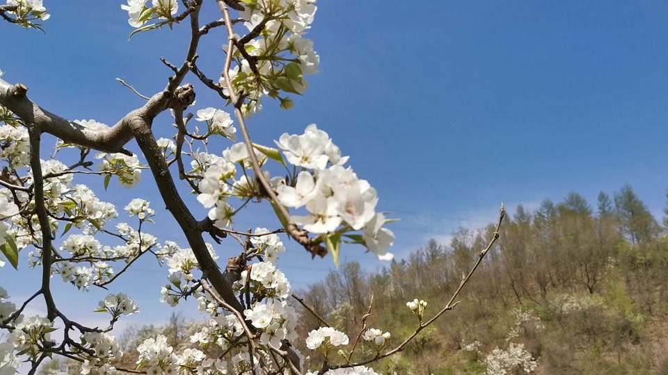 泗阳百年梨园梨花节几天结束 - 抖音