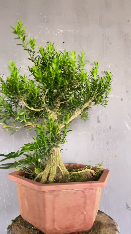 謎野龙鳞黄杨:软枝条皱皮雀舌黄杨修剪造型,盘扎完效果怎么样呢?