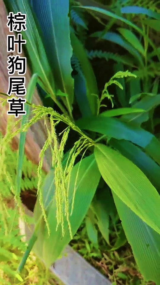 棕叶狗尾草